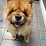 Bow Bow is registered to the contest to win money with this photo: adorable, animal, canine, chow_chow, companion, cute, dog, domestic_animal, floor_tiles, fluffy, friendly, fur, indoor, mammal, pet, portrait, puppy, sitting, tongue_out, young