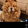Gia joined the competition — help win amazing prizes! dog, chow_chow, fluffy, brown, pet, animal, indoor, couch, furniture, mammal, cute, portrait, sitting, face, fur, canine, companion, domestic_animal, living_room, paw