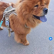Gia joined the competition — help win amazing prizes! dog, chow_chow, fluffy, blue_tongue, harness, leash, outdoor, concrete, pet, canine, animal, fur, walking, summer, daylight, mammal, companion, cute, friendly, standing