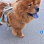 animal, blue_tongue, canine, chow_chow, companion, concrete, cute, daylight, dog, fluffy, friendly, fur, harness, leash, mammal, outdoor, pet, standing, summer, walking