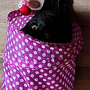 Huckleberry joined the competition — help win amazing prizes! animal, bag, beanbag, blackcat, blanket, canine, cat, dog, dogbed, furniture, head, person, pet, sleeping