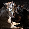 animal, black_cat, cat, cats, close_up, companionship, cozy, cuddling, cute, domestic_cat, ears, feline, fur, gray_cat, pet, resting, sleeping, snuggling, soft, whiskers