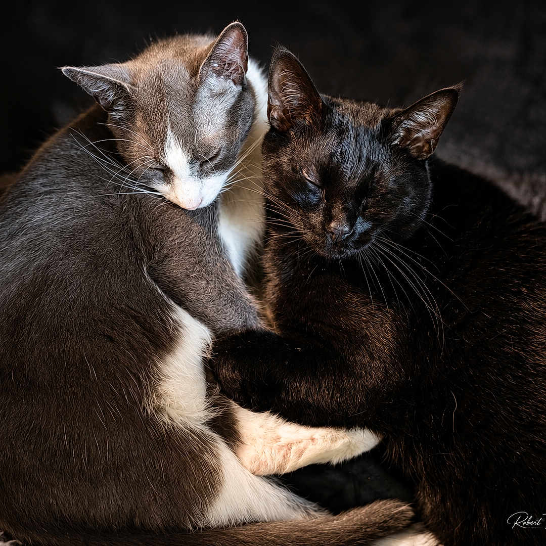 Toby And Huck