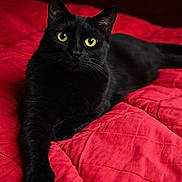 Diamond joined the competition — help win amazing prizes! black_cat, cat, pet, feline, yellow_eyes, black_fur, whiskers, paw, red_blanket, bed, indoor, portrait, close_up, looking_at_camera, cozy, relaxed, soft_texture, domestic_cat, bedroom, animal