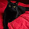 animal, bed, bedroom, black_cat, black_fur, cat, close_up, cozy, domestic_cat, feline, indoor, looking_at_camera, paw, pet, portrait, red_blanket, relaxed, soft_texture, whiskers, yellow_eyes