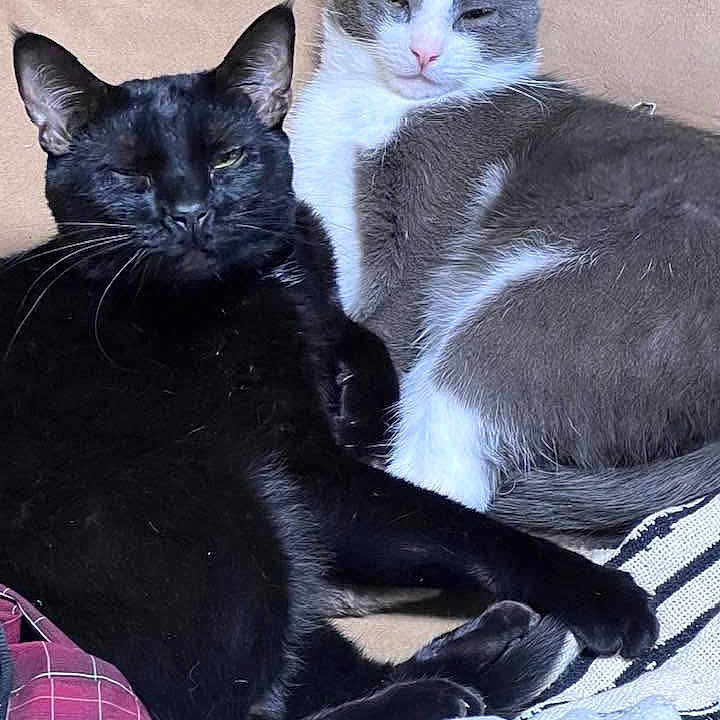 Huckleberry And Toby