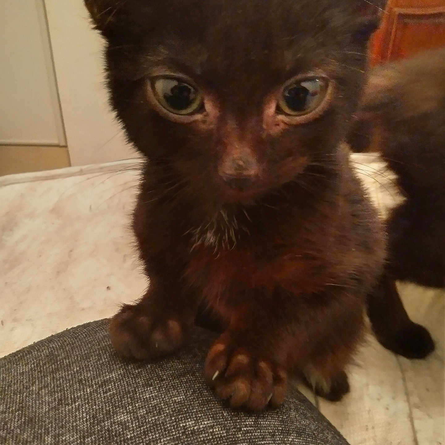 Bobby a rejoint le concours — aidez-le/la à gagner de superbes lots ! animal, black_cat, close_up, curious, cute, domestic, eyes, feline, fur, indoor, kitten, looking, mammal, paw, pet, small, soft, texture, whiskers, young