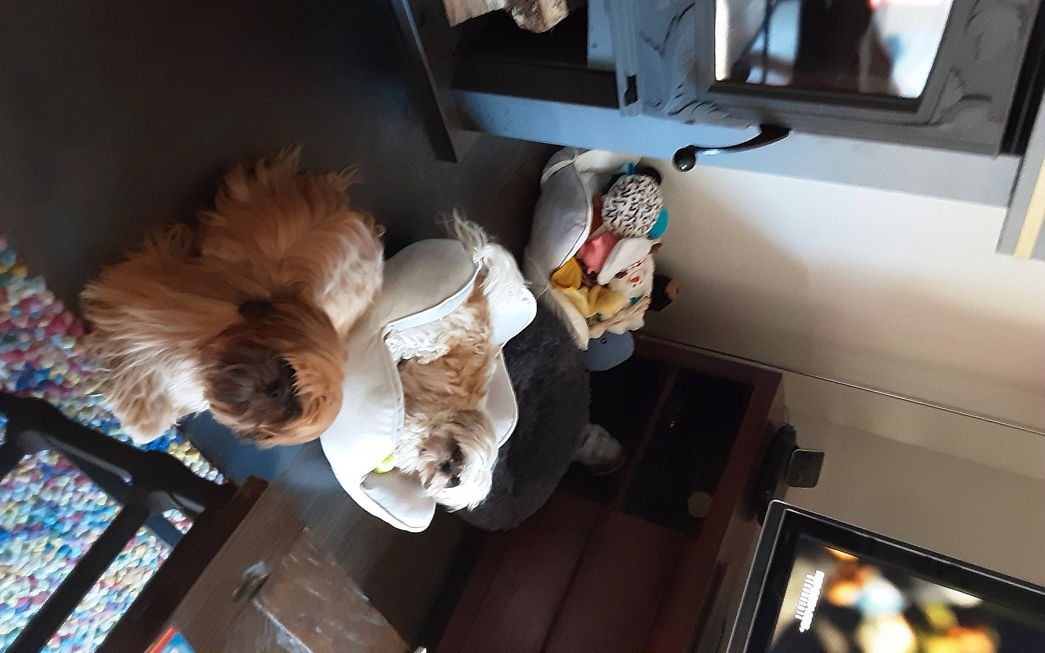 Lucien a rejoint le concours — aidez-le/la à gagner de superbes lots ! chair, companion_dog, eyewear, felidae, flooring, fur, hardwood, luxury_vehicle, motor_vehicle, room, small_to_medium_sized_cats, sporting_group, stuffed_toy, table, toy, tree, vehicle, vehicle_door, window, wood