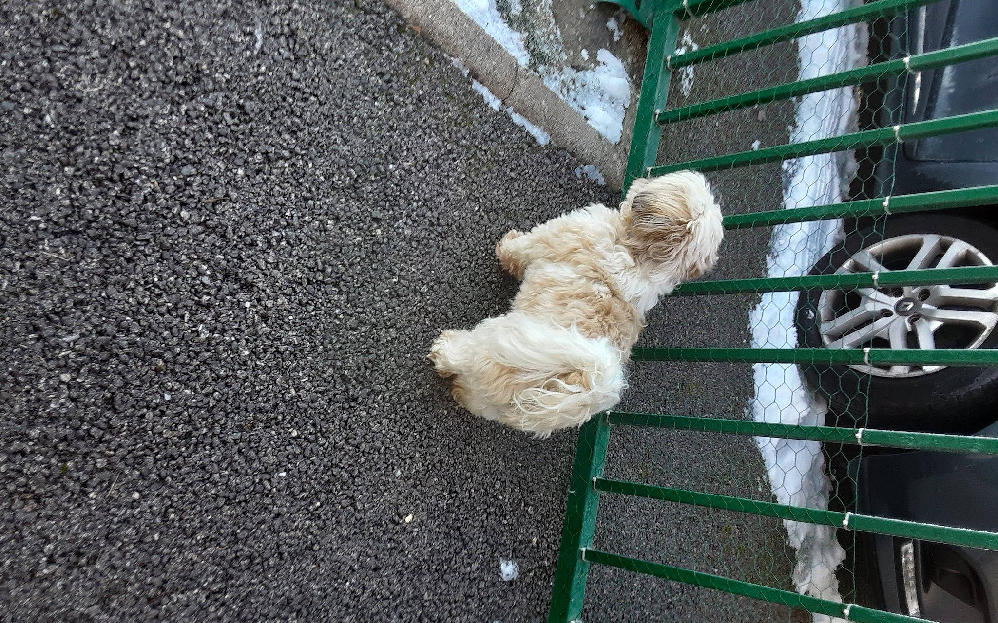 Lucien participe au concours pour gagner de l'argent avec cette photo : asphalt, cement, companion_dog, concrete, curb, dog_breed, fence, fur, gas, grass, mesh, road_surface, sidewalk, soil, sporting_group, tail, tar, wheel