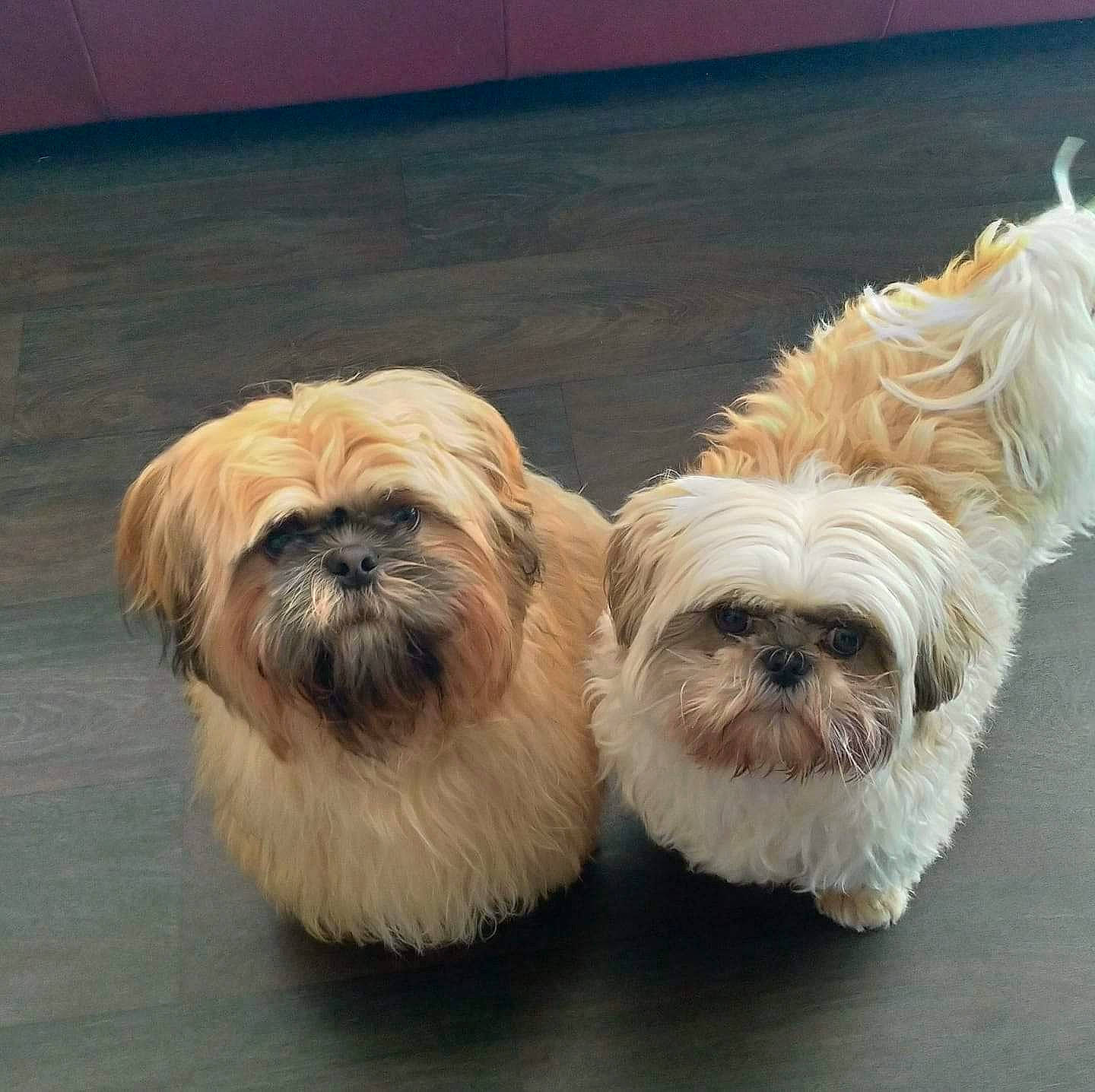 Lucien a rejoint le concours — aidez-le/la à gagner de superbes lots ! canidae, carnivore, companion_dog, dog, dog_breed, dog_supply, fawn, fur, liver, mal_shi, maltepoo, non_sporting_group, shih_tzu, small_terrier, snout, sporting_group, terrestrial_animal, terrier, toy_dog, working_animal