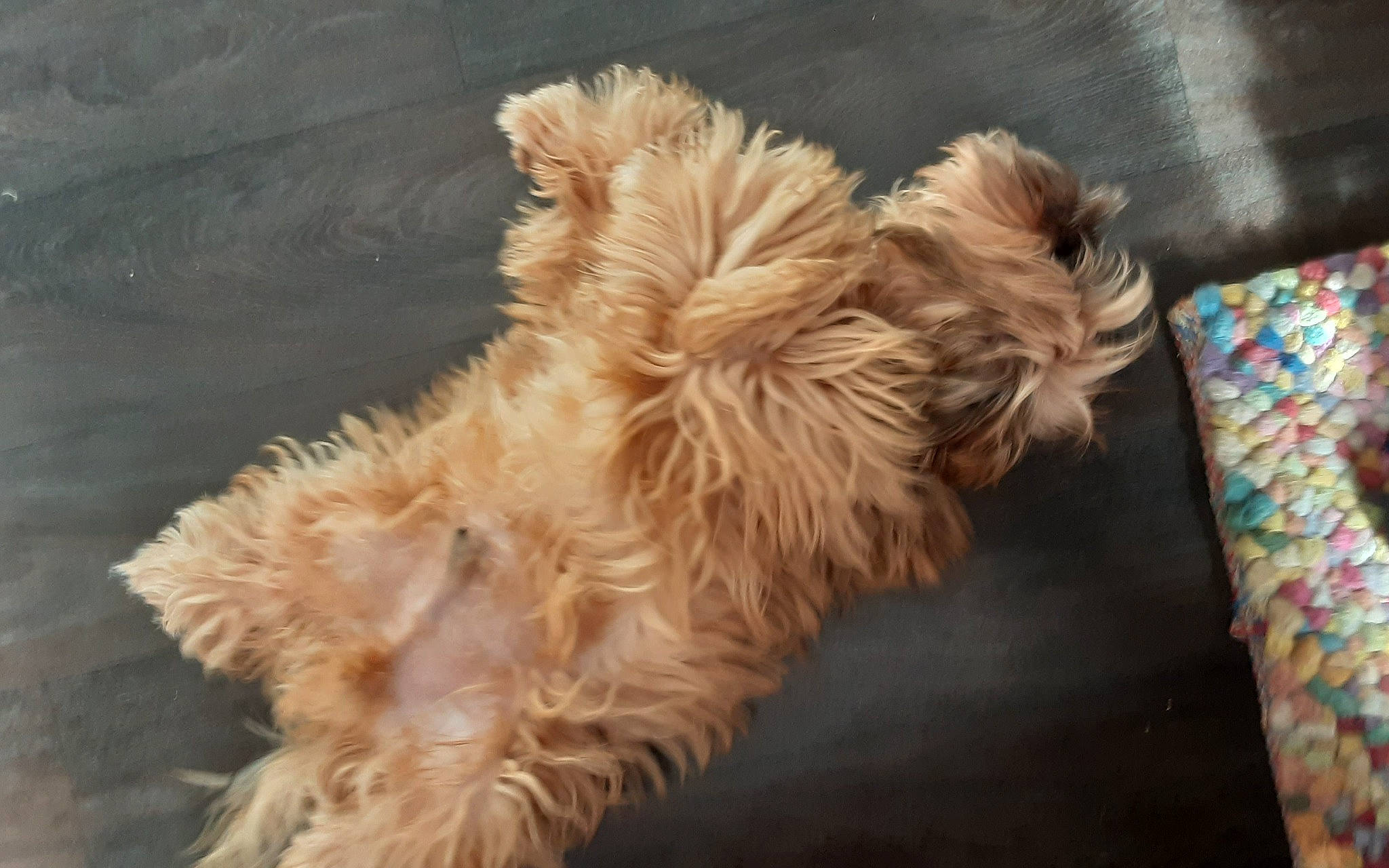 Sasha participe au concours pour gagner de l'argent avec cette photo : canidae, carnivore, companion_dog, dog, dog_breed, fawn, felidae, fur, goldendoodle, labradoodle, liver, paw, small_terrier, small_to_medium_sized_cats, snout, sporting_group, tail, terrier, toy_dog, whiskers