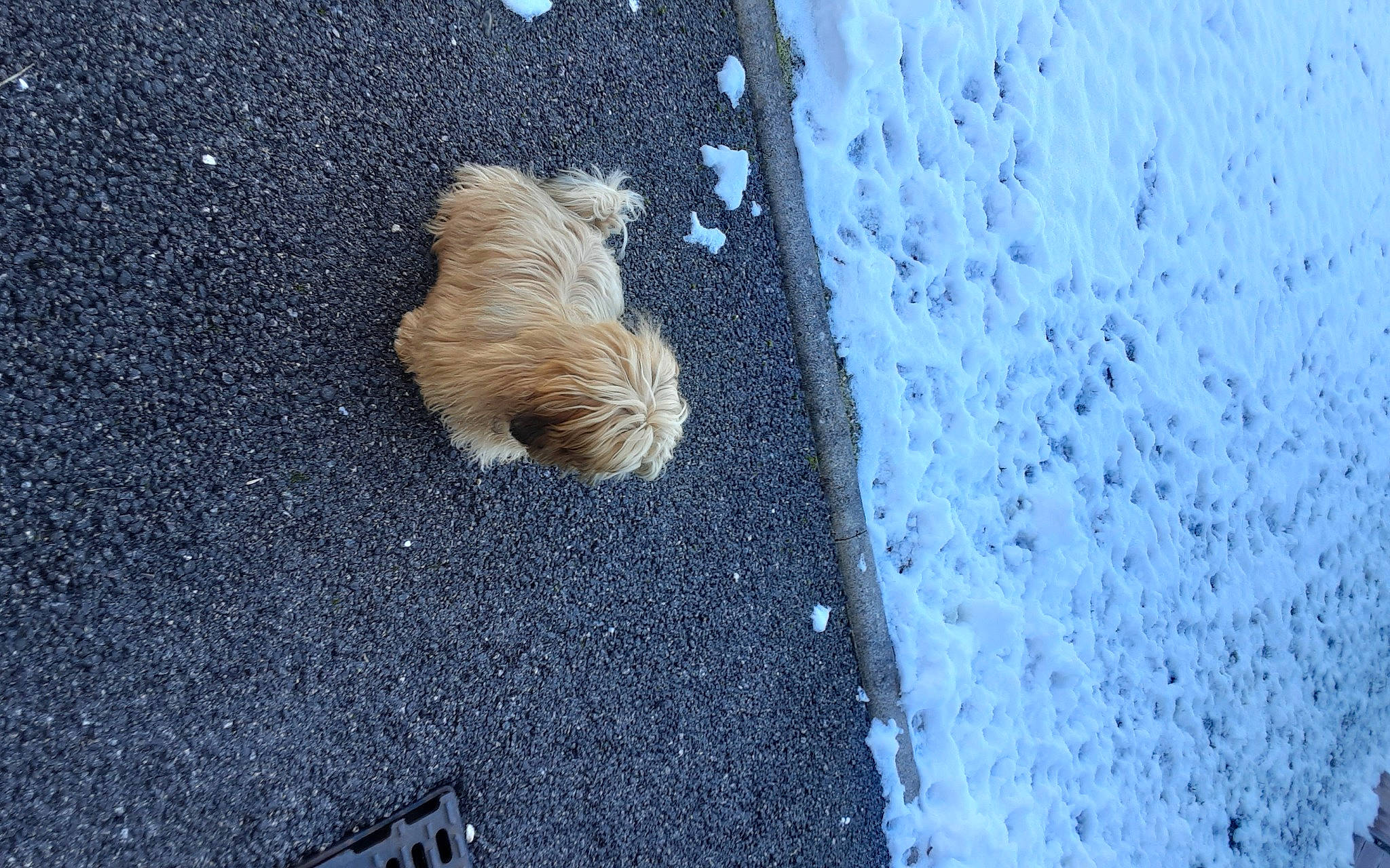 Sasha participe au concours pour gagner de l'argent avec cette photo : asphalt, concrete, electric_blue, flooring, freezing, fur, grass, grey, landscape, road, road_surface, sand, shadow, sidewalk, sky, soil, tar, water, windshield, wood