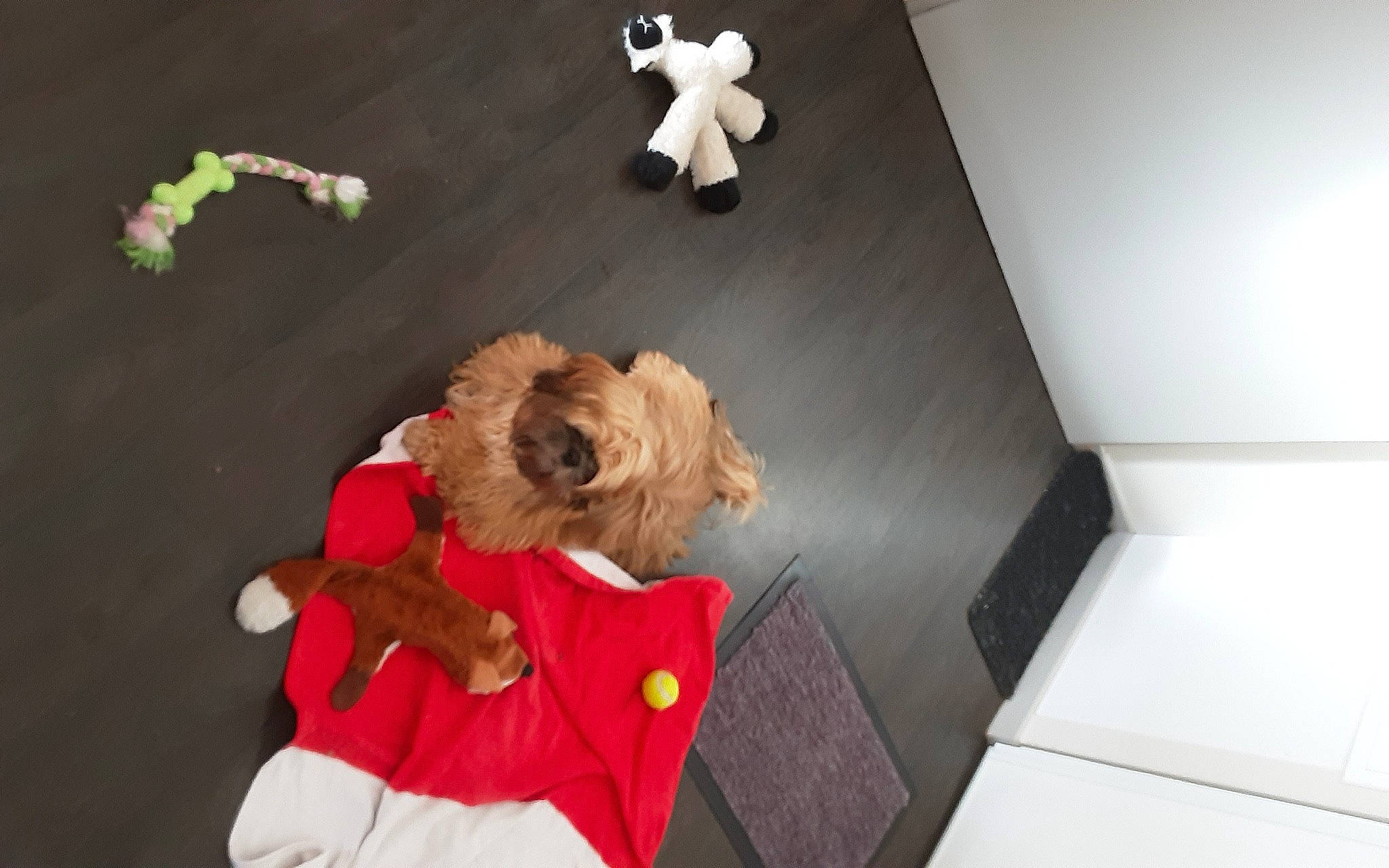 Sasha a rejoint le concours — aidez-le/la à gagner de superbes lots ! animation, canidae, carnivore, ceiling, companion_dog, curtain, dog, dog_breed, dog_clothes, event, fawn, flooring, fur, room, sporting_group, stuffed_toy, teddy_bear, toy, toy_dog, wood