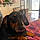 Charlee