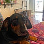 dog, dachshund, pet, indoor, blanket, floral_pattern, comfort, relaxation, household, furniture, floor, natural_light, window, door, curiosity, brown, black, cute, animal, companion