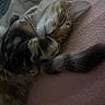 cats, cat, kitten, sleeping, cuddling, cozy, fur, whiskers, tabby, white_cat, longhair, pets, animals, nap, relaxed, blanket, bed, indoors, soft_lighting, cute