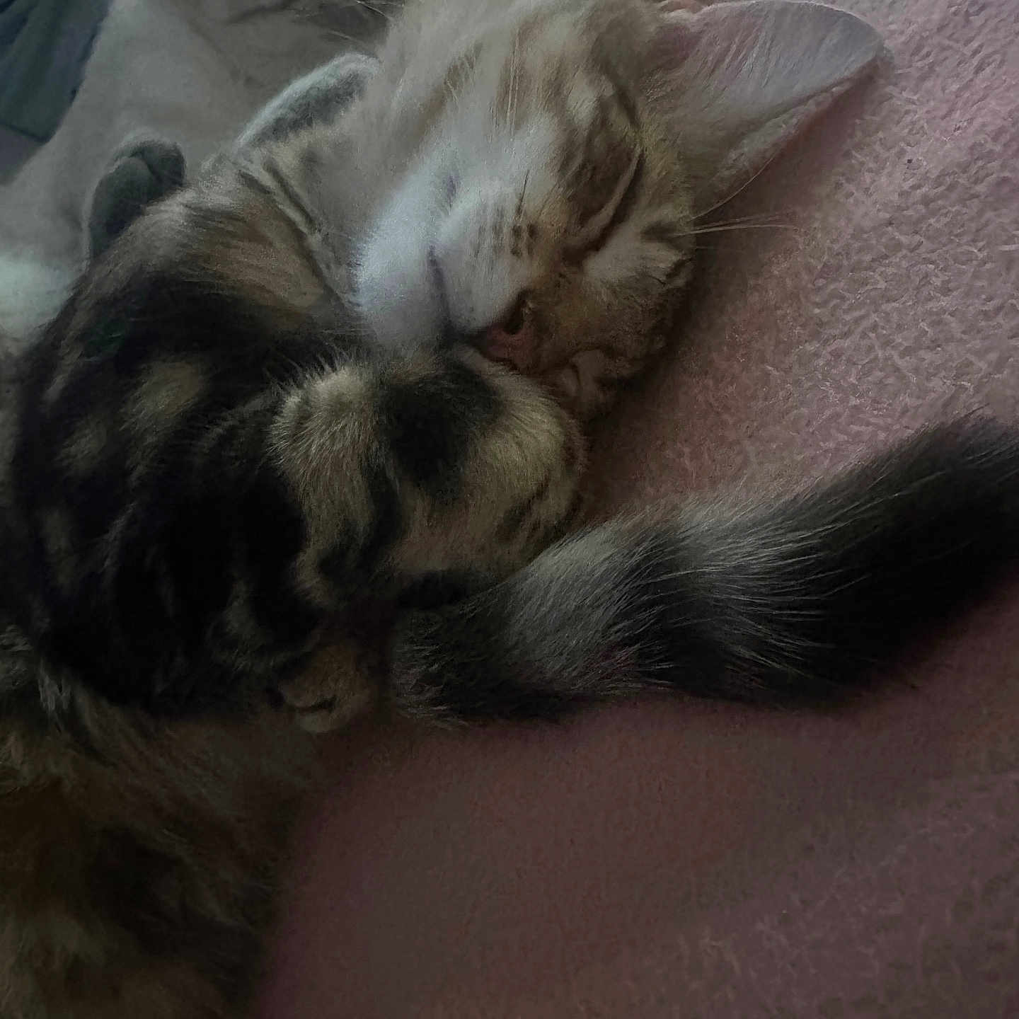 Simba