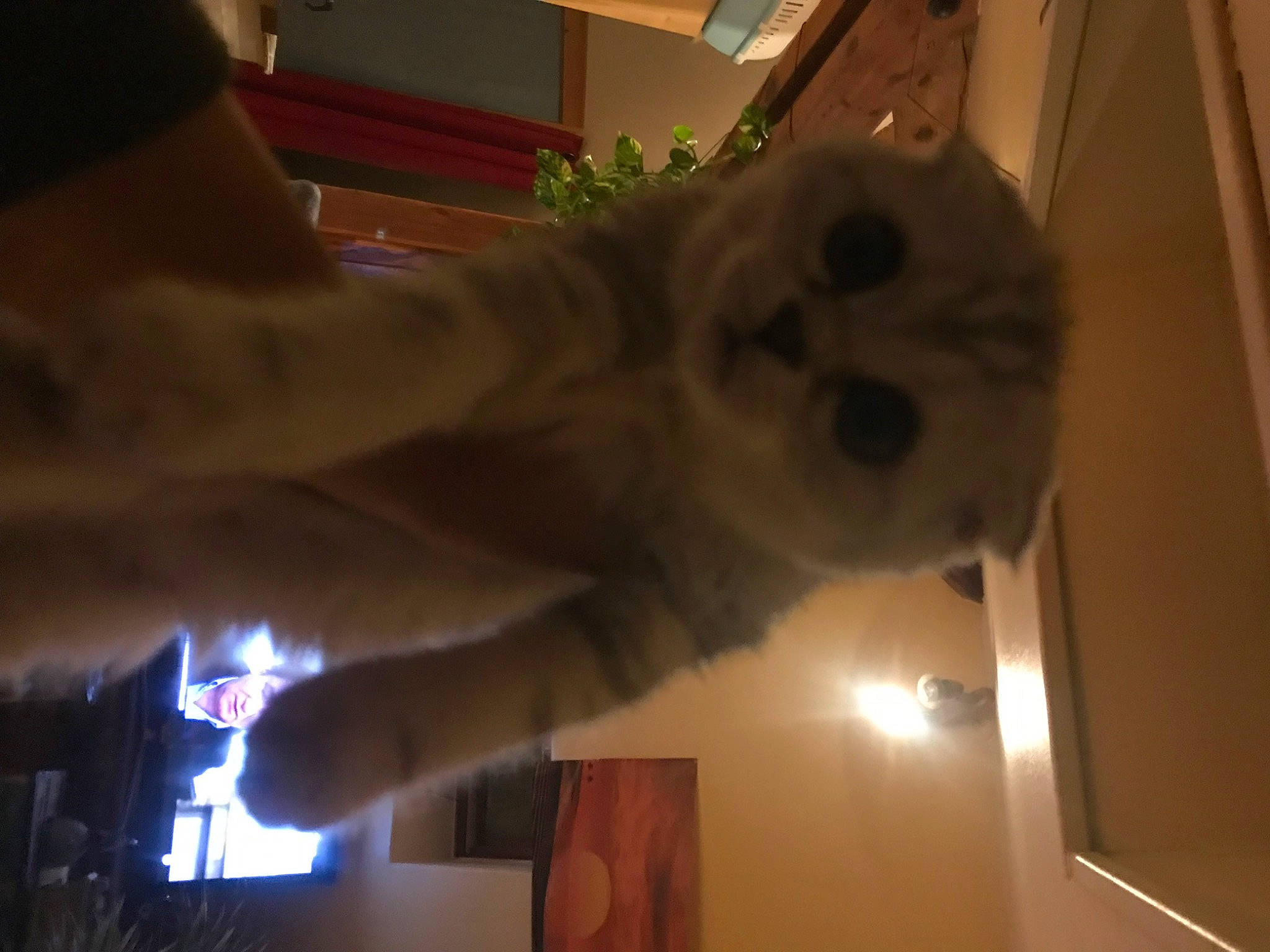 Bella a rejoint le concours — aidez-le/la à gagner de superbes lots ! canidae, companion_dog, dog_breed, domestic_rabbit, event, fawn, felidae, fun, fur, gas, gesture, heat, rabbit, rabbits_and_hares, room, small_to_medium_sized_cats, sporting_group, tail, whiskers, wrist