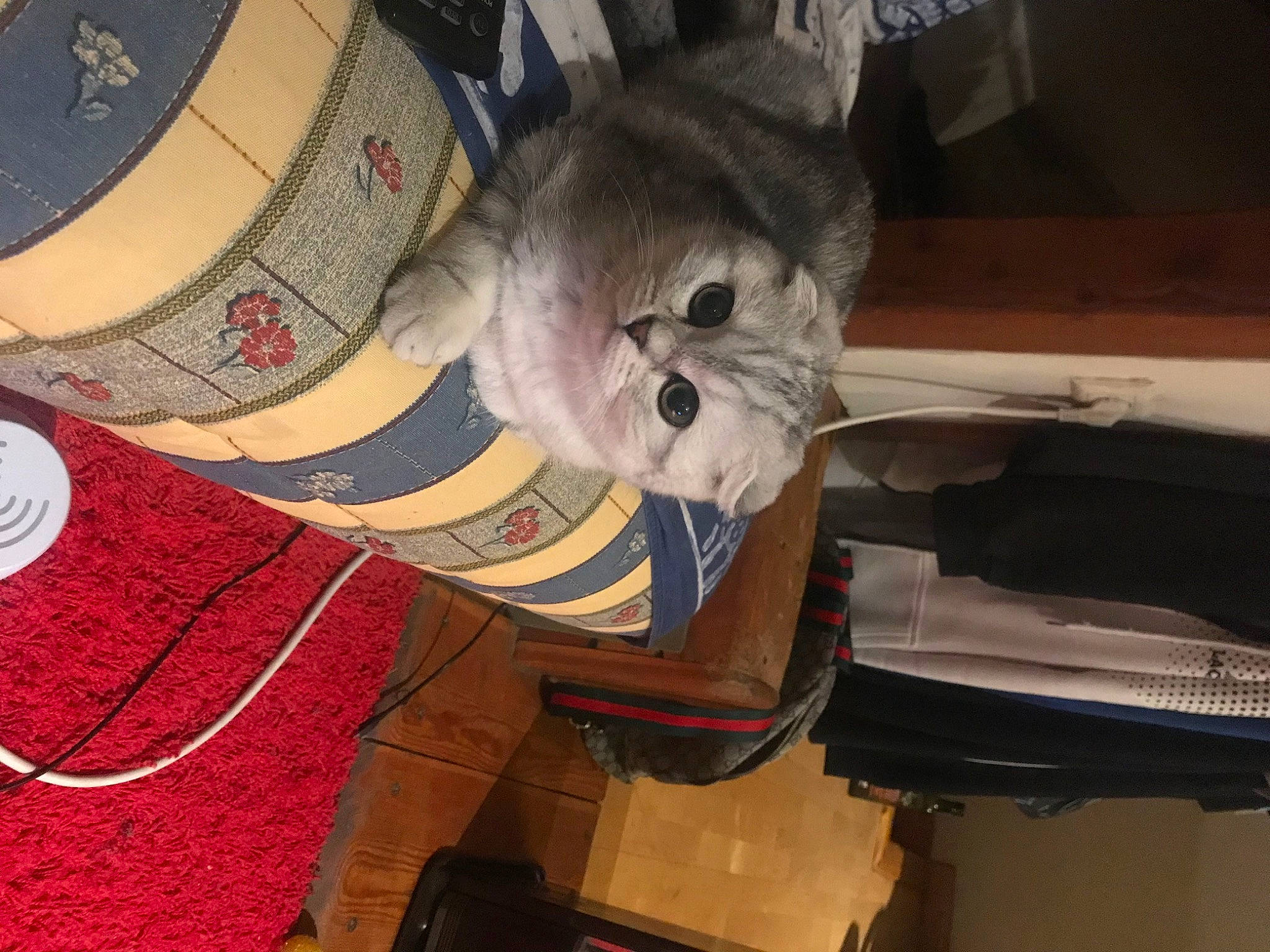 Bella participe au concours pour gagner de l'argent avec cette photo : bag, carmine, carnivore, cat, cat_bed, comfort, domestic_short_haired_cat, felidae, fur, linens, pattern, russian_blue, small_to_medium_sized_cats, stuffed_toy, tail, whiskers