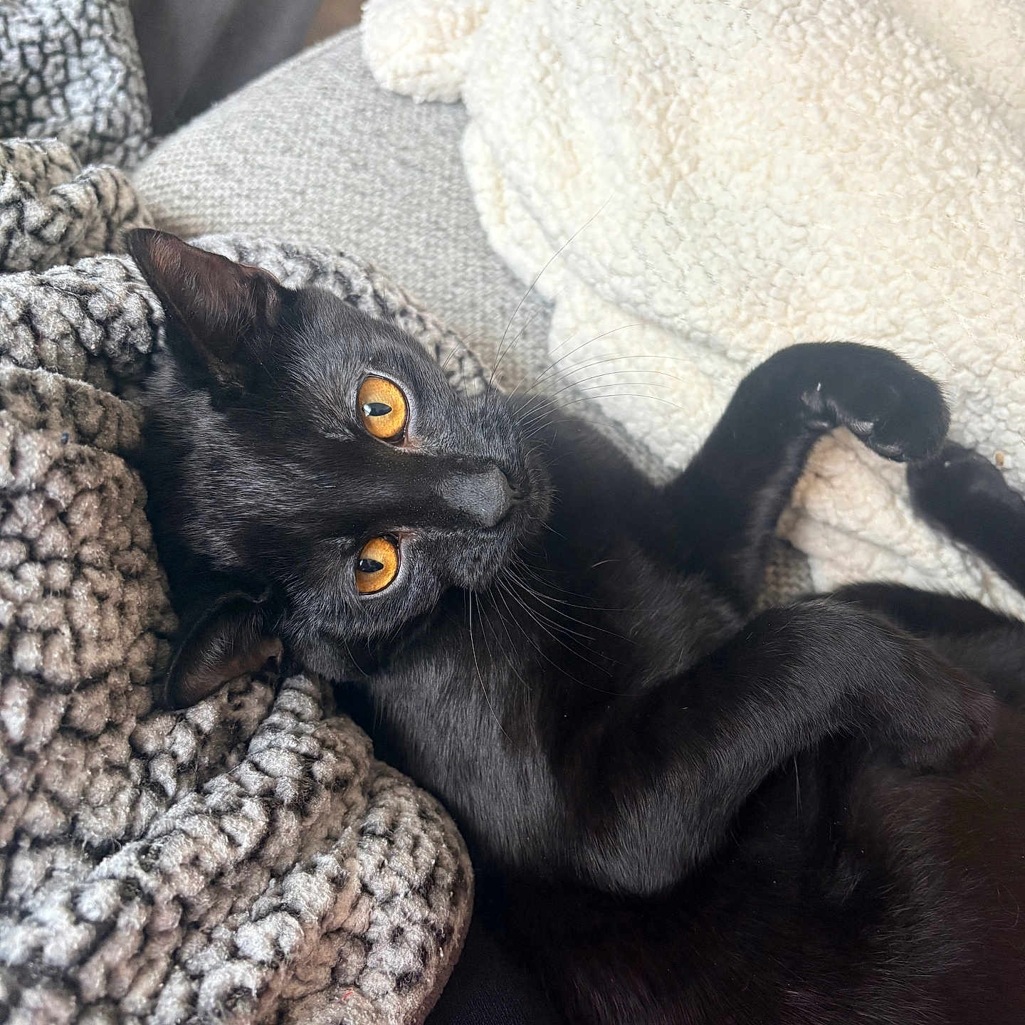 Caleb is registered to the contest to win money with this photo: amber_eyes, black_cat, blanket, cat, close_up, cozy, cuddle, curled, cute, fur, home, indoor, paws, pet, portrait, relaxed, resting, sofa, textile, whiskers