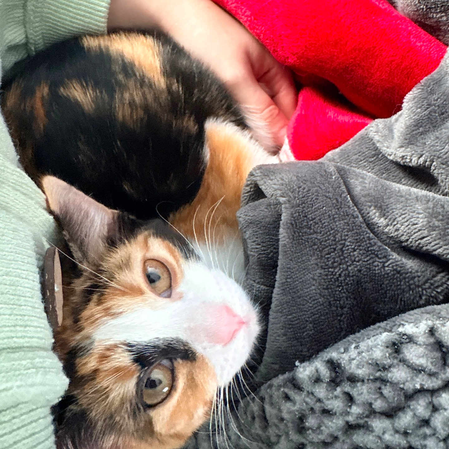 Cle is registered to the contest to win money with this photo: animal, arm, blanket, blanket_texture, calico_cat, cat, close_up, cozy, eyes, fur, human_hand, indoor, kitten, pet, pink_nose, portrait, resting, snuggle, soft_fabric, whiskers