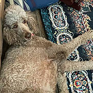 Chloe Sugar Bear joined the competition — help win amazing prizes! dog, poodle, curly_fur, lying_down, rug, patterned_rug, wooden_chair, blue_pillow, floor, home_interior, relaxed, pet, animal, indoor, cozy, furniture, brown, beige, close_up, companion