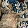dog, poodle, curly_fur, lying_down, rug, patterned_rug, wooden_chair, blue_pillow, floor, home_interior, relaxed, pet, animal, indoor, cozy, furniture, brown, beige, close_up, companion