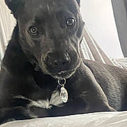 Enzo is registered to the contest to win money with this photo: dog, black_dog, pet, collar, bed, indoor, lying_down, close_up, white_patch, curious_eyes, animal, mammal, domestic_animal, portrait, resting, fur, canine, companion, cute, calm