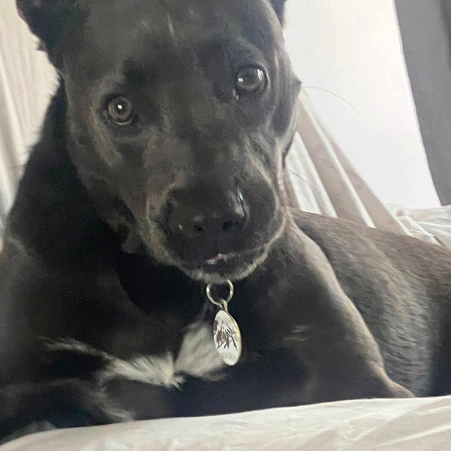 Enzo