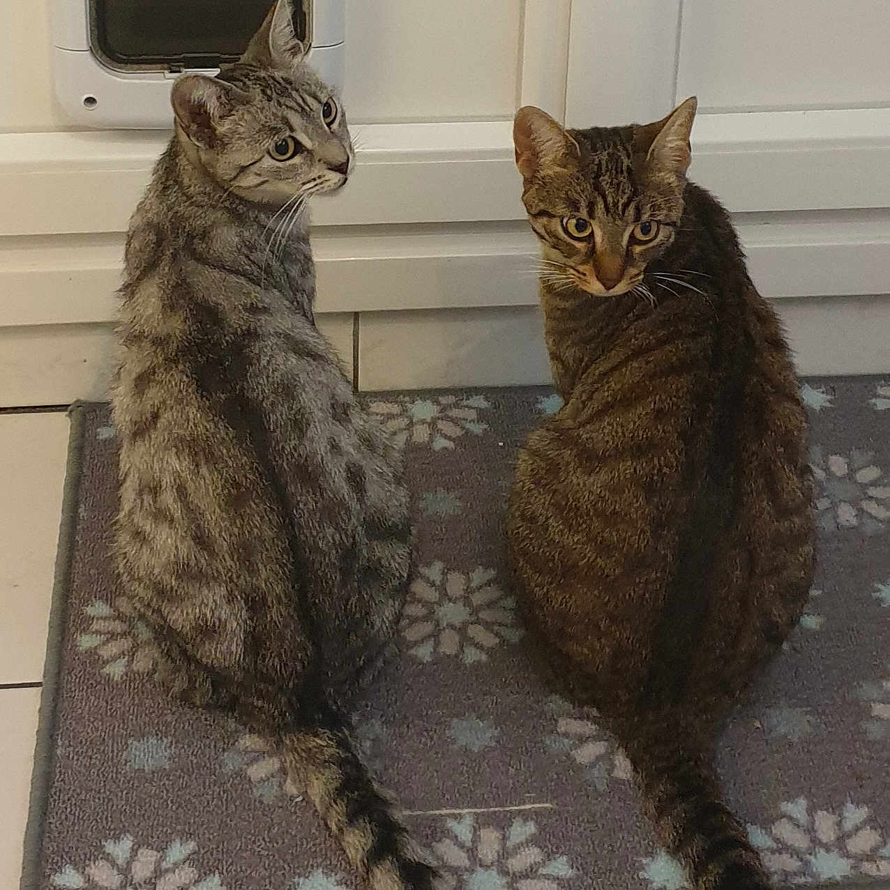 Stimie Et Shippie