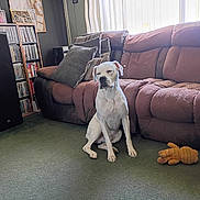 Mr.tank is registered to the contest to win money with this photo: brown_couch, canine, carpet, couch, cozy, dog, furniture, green_carpet, home, indoor, light, living_room, pet, pillows, plush_toy, relaxed, resting, sleepy, white_dog, window