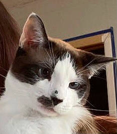 Tsunami is registered to the contest to win money with this photo: carnivore, cat, domestic_short_haired_cat, ear, felidae, fur, small_to_medium_sized_cats, snout, whiskers, window