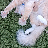 Butters joined the competition — help win amazing prizes! cat, fluffy, stretching, grass, outdoor, relaxed, pet, animal, feline, tail, paws, cream_color, collar, nature, sleepy, cute, domestic, playful, whiskers, fur