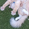 cat, fluffy, stretching, grass, outdoor, relaxed, pet, animal, feline, tail, paws, cream_color, collar, nature, sleepy, cute, domestic, playful, whiskers, fur