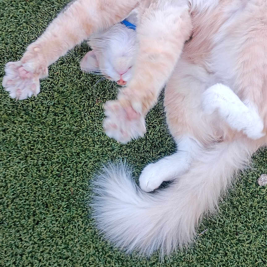 Butters joined the competition — help win amazing prizes! cat, fluffy, stretching, grass, outdoor, relaxed, pet, animal, feline, tail, paws, cream_color, collar, nature, sleepy, cute, domestic, playful, whiskers, fur