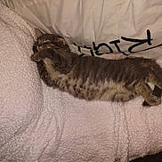 Gandalf The Gray joined the competition — help win amazing prizes! animal, blanket, cat, comfort, cozy, cute, domestic, feline, fluffy, fur, gray_tabby, indoor, kitten, nap, pet, pillow, relaxed, resting, sleeping, soft