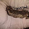 animal, blanket, cat, comfort, cozy, cute, domestic, feline, fluffy, fur, gray_tabby, indoor, kitten, nap, pet, pillow, relaxed, resting, sleeping, soft