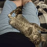 Gandalf The Gray is registered to the contest to win money with this photo: animal, blue_shorts, cat, cozy, cuddle, cute, feline, furry, indoor, kitten, lap, paw, person, pet, relaxed, resting, shorts, sleeping, striped, tabby