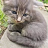 Gandalf The Gray is registered to the contest to win money with this photo: adorable, animal, cat, closeup, curled_up, cute, feline, fluffy, grass, gray_fur, kitten, nature, outdoor, pet, sleepy, small, soft, stone, whiskers, young