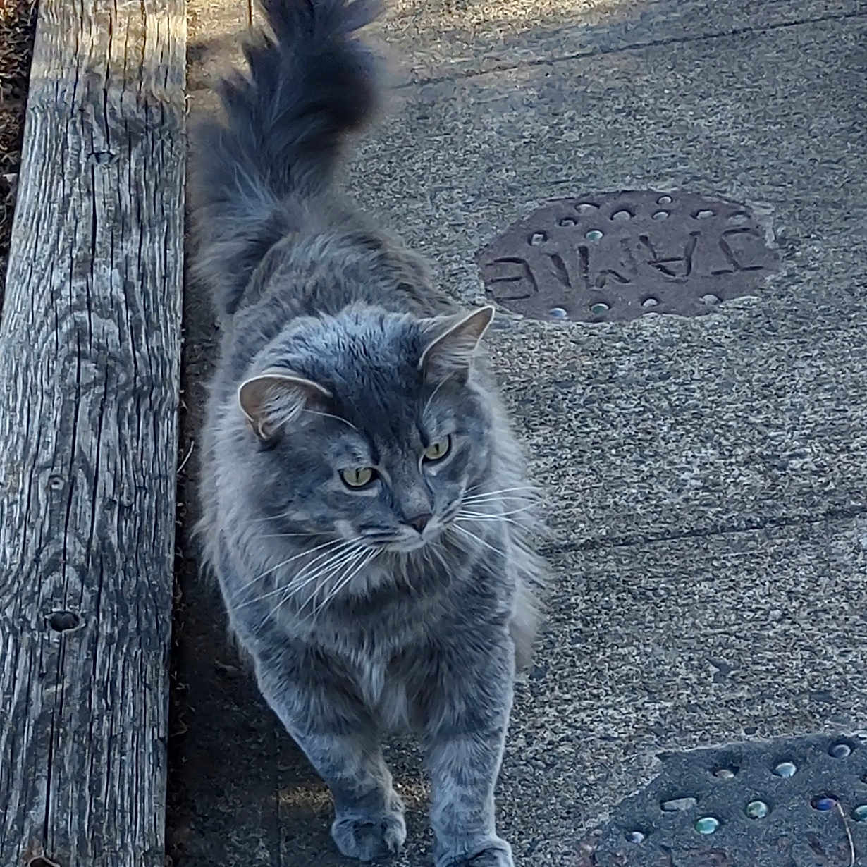 Gandalf The Gray