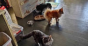 Gandalf The Gray is registered to the contest to win money with this photo: animal, bowl, box, cat, coat, curtain, dog, domestic, door, floor, food_bowl, furniture, home, indoor, light, pet, trash_bin, wallpaper, window, wooden_floor