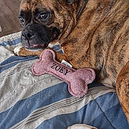 Zoey joined the competition — help win amazing prizes! dog, brindle, pet, toy, bone, bedspread, striped, indoor, floor, wooden_floor, resting, curious, closeup, collar, animal, canine, comfortable, household, cozy, lying_down