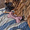 dog, brindle, pet, toy, bone, bedspread, striped, indoor, floor, wooden_floor, resting, curious, closeup, collar, animal, canine, comfortable, household, cozy, lying_down