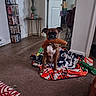 Zoey is registered to the contest to win money with this photo: dog, toy, blanket, living_room, floor, plush_toy, carpet, door, lamp, table, bookshelf, box, furniture, pet, domestic, indoor, brown_dog, playful, resting, animal