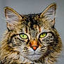 cat, tabby_cat, close_up, green_eyes, fur, whiskers, portrait, pet, animal, feline, muzzle, ears, indoor, looking, face, domestic_cat, mammal, cute, alert, calm