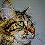 cat, tabby, green_eyes, close_up, fur, whiskers, pet, animal, portrait, indoor, focused, side_view, mammal, cute, feline, domestic_cat, looking_away, long_hair, soft_light, background