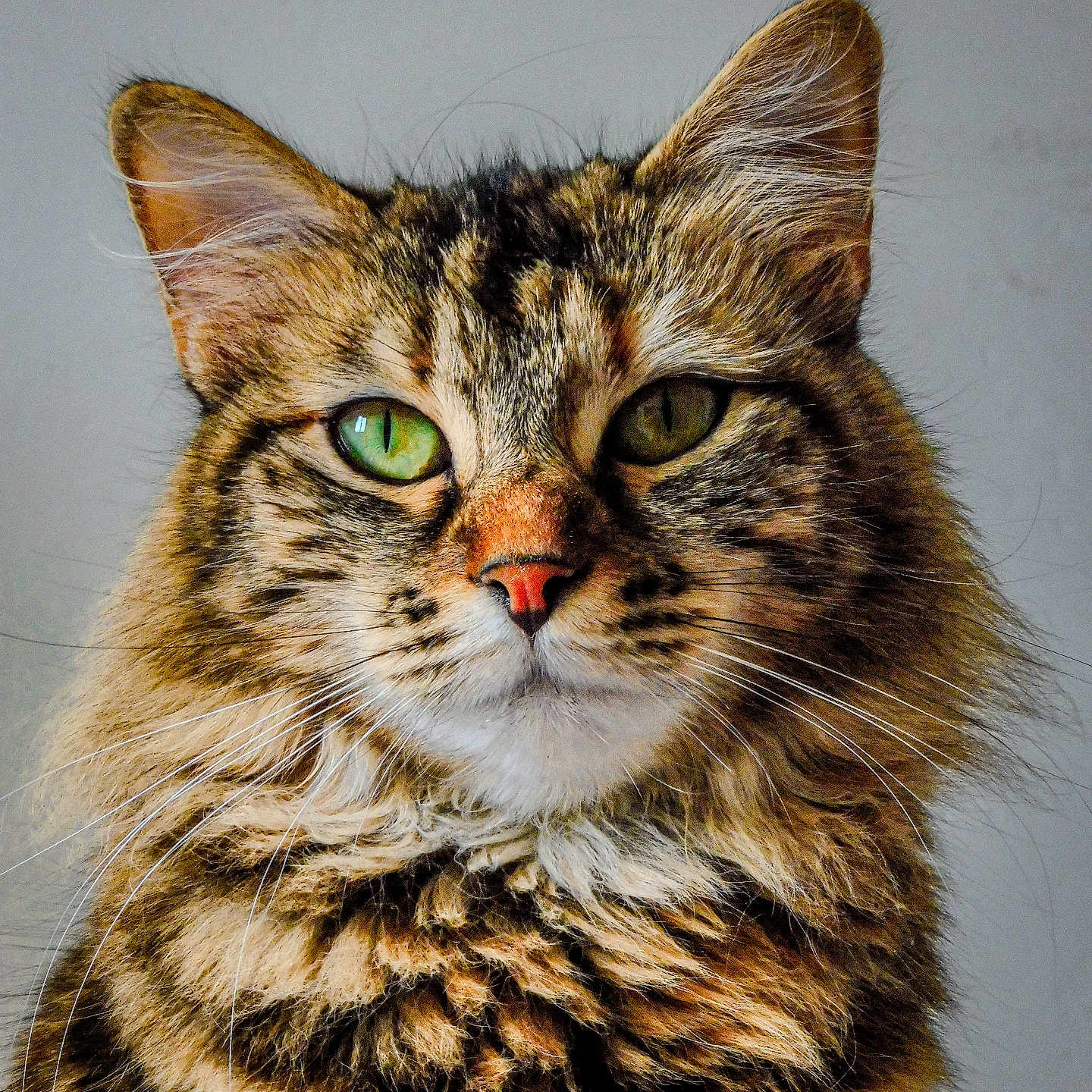 Utopia a rejoint le concours — aidez-le/la à gagner de superbes lots ! animal, background, cat, closeup, domestic_cat, ears, expression, face, feline, fluffy, fur, green_eyes, indoor, looking, mammal, pet, portrait, soft, tabby, whiskers