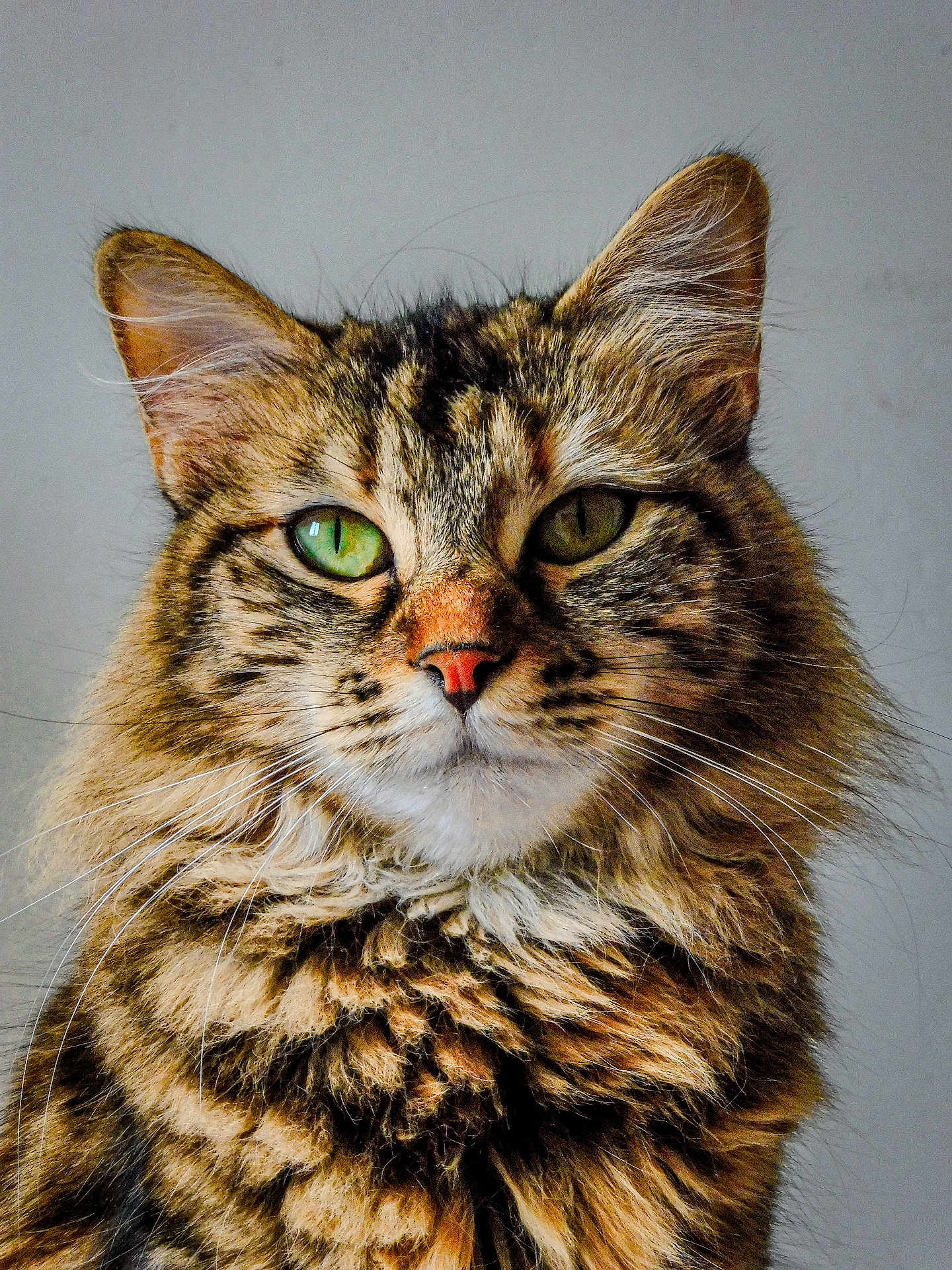 Utopia a rejoint le concours — aidez-le/la à gagner de superbes lots ! cat, tabby, fluffy, green_eyes, portrait, feline, whiskers, ears, fur, animal, pet, closeup, mammal, domestic_cat, looking, expression, face, soft, background, indoor