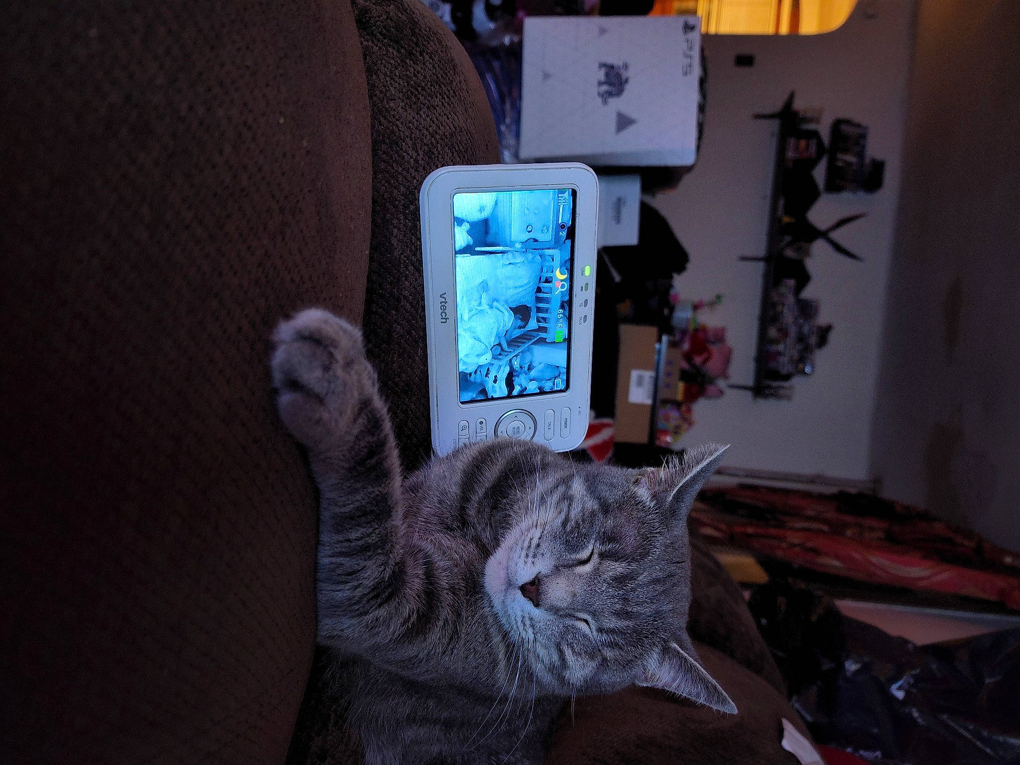 Laya is registered to the contest to win money with this photo: carnivore, cat, comfort, communication_device, display_device, domestic_short_haired_cat, felidae, fur, gadget, grey, houseplant, laptop, personal_computer, room, small_to_medium_sized_cats, tail, television_set, textile, whiskers, window