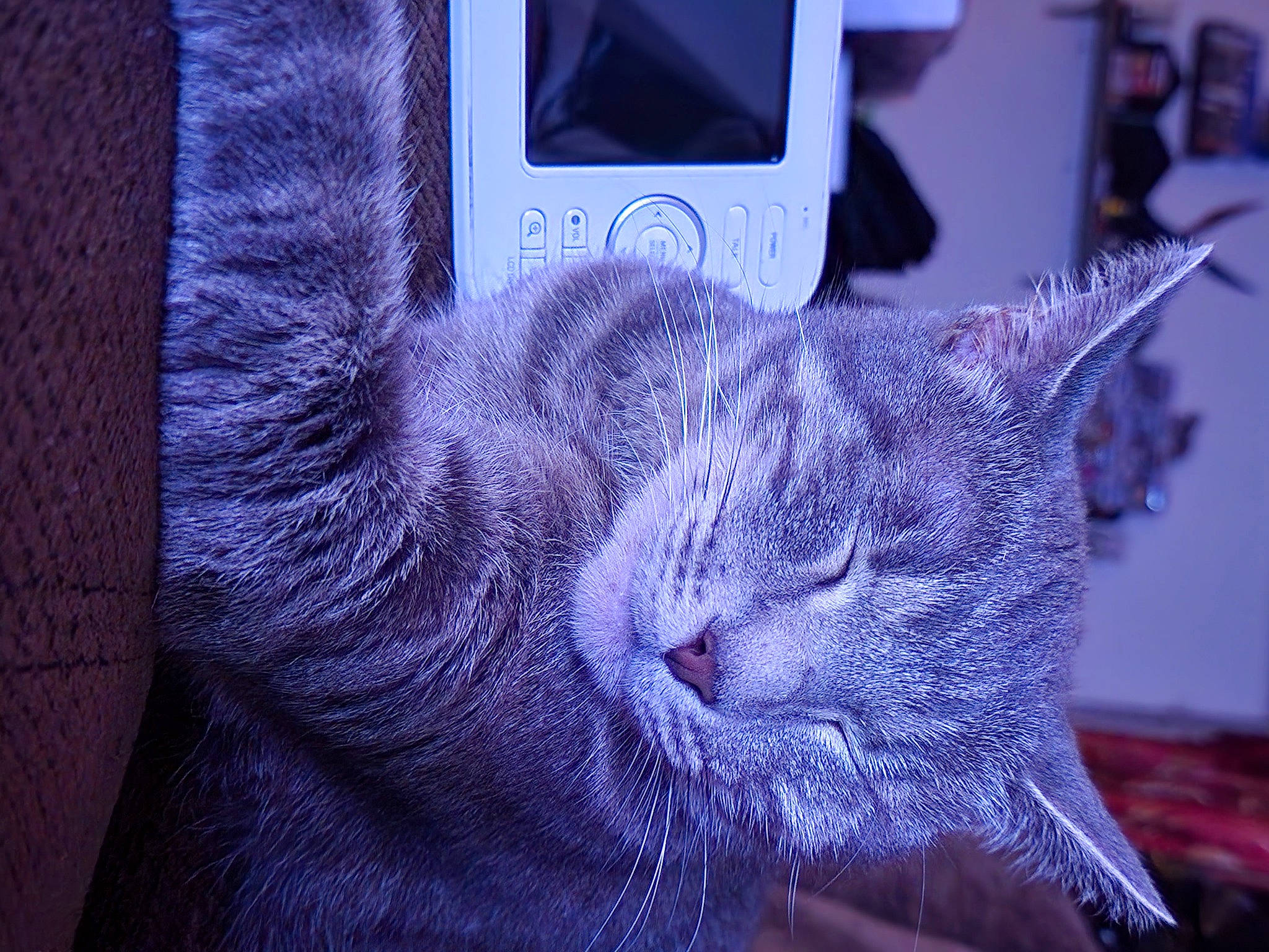 Laya is registered to the contest to win money with this photo: black_cat, carnivore, cat, claw, comfort, domestic_short_haired_cat, electric_blue, felidae, fur, gadget, grey, magenta, nap, plant, purple, small_to_medium_sized_cats, tail, whiskers, window